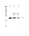 Core-Binding Factor Subunit Beta antibody, A01007-1, Boster Biological Technology, Western Blot image 