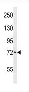Ataxin 1 Like antibody, LS-C159143, Lifespan Biosciences, Western Blot image 