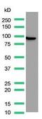 Villin 1 antibody, MA5-16408, Invitrogen Antibodies, Western Blot image 