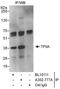 General Transcription Factor IIA Subunit 1 antibody, A302-777A, Bethyl Labs, Immunoprecipitation image 