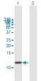 G Protein Subunit Gamma Transducin 2 antibody, H00002793-B01P, Novus Biologicals, Western Blot image 