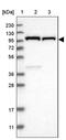 GRIP And Coiled-Coil Domain Containing 1 antibody, PA5-54381, Invitrogen Antibodies, Western Blot image 