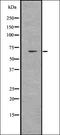 Aurora Kinase C antibody, orb336731, Biorbyt, Western Blot image 