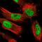 Nuclear FMR1 Interacting Protein 1 antibody, PA5-56308, Invitrogen Antibodies, Immunofluorescence image 