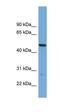 PNMA Family Member 8A antibody, orb326152, Biorbyt, Western Blot image 