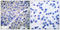 Synaptotagmin 1 antibody, LS-C199627, Lifespan Biosciences, Immunohistochemistry paraffin image 