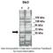 Serine/Threonine Kinase 3 antibody, 30-435, ProSci, Enzyme Linked Immunosorbent Assay image 