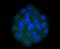 SRY-Box 10 antibody, NBP2-67812, Novus Biologicals, Immunocytochemistry image 