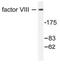 Coagulation Factor VIII antibody, NB100-91761, Novus Biologicals, Western Blot image 