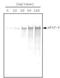 Fms Related Tyrosine Kinase 4 antibody, NBP1-18651, Novus Biologicals, Western Blot image 
