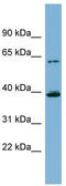 Albendazole monooxygenase antibody, TA339202, Origene, Western Blot image 