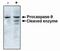 Caspase 9 antibody, MA1-12562, Invitrogen Antibodies, Western Blot image 