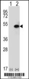 Sphingosine Kinase 1 antibody, 62-747, ProSci, Western Blot image 