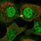 Pleckstrin Homology And RhoGEF Domain Containing G3 antibody, HPA065323, Atlas Antibodies, Immunocytochemistry image 