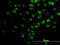 Tripartite Motif Containing 33 antibody, LS-C133759, Lifespan Biosciences, Immunofluorescence image 