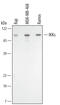 Inhibitor Of Nuclear Factor Kappa B Kinase Subunit Epsilon antibody, AF3199, R&D Systems, Western Blot image 