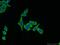 Rac GTPase Activating Protein 1 antibody, 13739-1-AP, Proteintech Group, Immunofluorescence image 