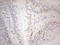 p21 antibody, LS-C794271, Lifespan Biosciences, Immunohistochemistry paraffin image 