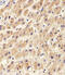 Protein Disulfide Isomerase Family A Member 6 antibody, 62-385, ProSci, Immunohistochemistry paraffin image 