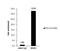 MDM2 Proto-Oncogene antibody, NBP2-17247, Novus Biologicals, Chromatin Immunoprecipitation image 