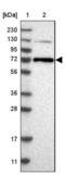 Protein Kinase C Zeta antibody, NBP1-87270, Novus Biologicals, Western Blot image 