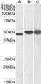 N-Myc Downstream Regulated 1 antibody, GTX41727, GeneTex, Western Blot image 