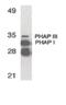 Acidic Nuclear Phosphoprotein 32 Family Member A antibody, PA5-20026, Invitrogen Antibodies, Western Blot image 