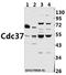 Cell Division Cycle 37 antibody, GTX66664, GeneTex, Western Blot image 