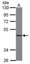 CD55 Molecule (Cromer Blood Group) antibody, LS-B11568, Lifespan Biosciences, Western Blot image 