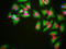 High Mobility Group Box 1 antibody, LS-C204528, Lifespan Biosciences, Immunocytochemistry image 