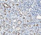 BRCA1 DNA Repair Associated antibody, AE00298, Aeonian Biotech, Immunohistochemistry paraffin image 