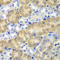 Amylase Alpha 1C (Salivary) antibody, LS-C348972, Lifespan Biosciences, Immunohistochemistry paraffin image 