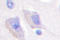 Protein Kinase AMP-Activated Non-Catalytic Subunit Beta 1 antibody, LS-C176651, Lifespan Biosciences, Immunohistochemistry frozen image 
