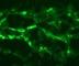 Toll Like Receptor 8 antibody, DDX0480A546-100, Novus Biologicals, Immunofluorescence image 