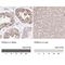 Piwi Like RNA-Mediated Gene Silencing 4 antibody, NBP2-49258, Novus Biologicals, Immunohistochemistry paraffin image 