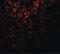 Autophagy-related protein 101 antibody, LS-C115851, Lifespan Biosciences, Immunofluorescence image 