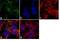 Resistin antibody, PA1-1050, Invitrogen Antibodies, Immunofluorescence image 