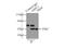 GIPC PDZ Domain Containing Family Member 1 antibody, 14822-1-AP, Proteintech Group, Immunoprecipitation image 