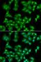 E74 Like ETS Transcription Factor 3 antibody, LS-C334669, Lifespan Biosciences, Immunofluorescence image 