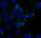 Caveolin 1 antibody, M00179, Boster Biological Technology, Immunofluorescence image 