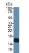 Cystatin D antibody, MBS2027896, MyBioSource, Western Blot image 