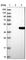 Nudix Hydrolase 18 antibody, HPA028581, Atlas Antibodies, Western Blot image 