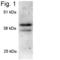 Pro-Apoptotic WT1 Regulator antibody, PA1-755, Invitrogen Antibodies, Western Blot image 