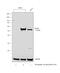 Tryptophanyl-TRNA Synthetase antibody, PA5-29102, Invitrogen Antibodies, Western Blot image 