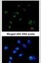 Ras association domain-containing protein 2 antibody, PA5-21832, Invitrogen Antibodies, Immunofluorescence image 