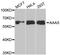 Aladin WD Repeat Nucleoporin antibody, A6427, ABclonal Technology, Western Blot image 