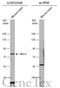 Delta Like Canonical Notch Ligand 1 antibody, GTX133745, GeneTex, Western Blot image 