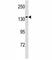 Minichromosome Maintenance 9 Homologous Recombination Repair Factor antibody, F52077-0.4ML, NSJ Bioreagents, Western Blot image 