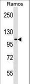 Transforming Acidic Coiled-Coil Containing Protein 1 antibody, LS-C157127, Lifespan Biosciences, Western Blot image 