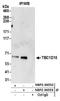 TBC1 Domain Family Member 15 antibody, NBP2-36553, Novus Biologicals, Western Blot image 